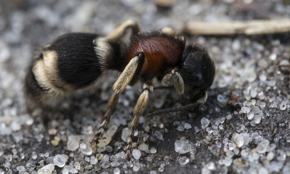 ronka biaonoga (Mutilla marginata) - zdjcie - Fotoblog  capricornus.flog.pl